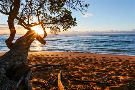 Image result for KOA Tree Silhouette Drawing