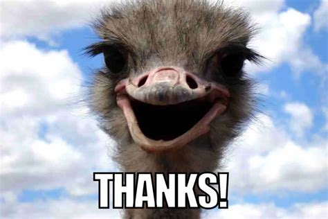 Image result for Thank You Meme Picture