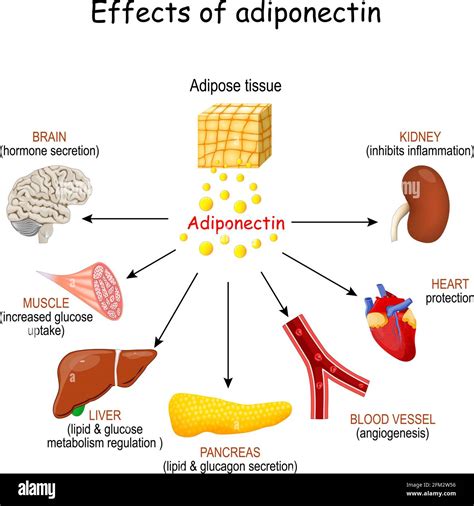 Toradh íomhá ar Tissue Cell Diagram