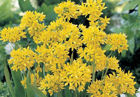 Afbeeldingsresultaten voor Spring Flowering Bulbs