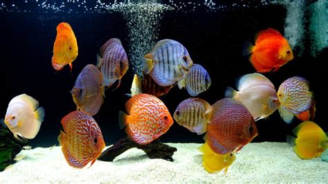 Small Discus Fish に対する画像結果