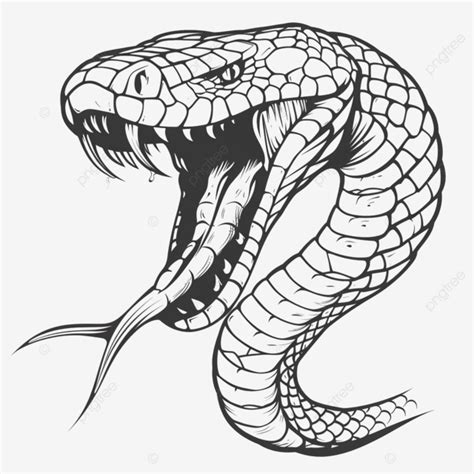 Image result for King Cobra Fangs