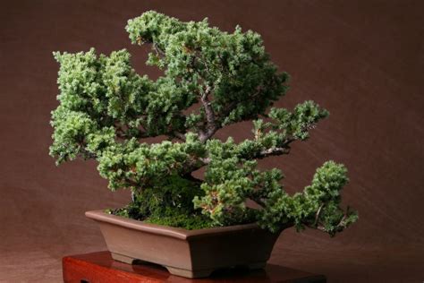 Toradh íomhá ar Most Expensive Bonsai Tree