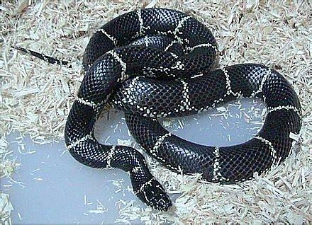 Image result for Eastern Kingsnake