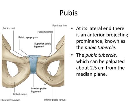 Genital Tubercle に対する画像結果