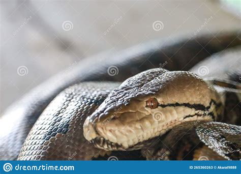 Image result for The Biggest Reticulated Python