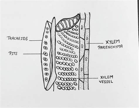 Toradh íomhá ar Tissue Cell Diagram