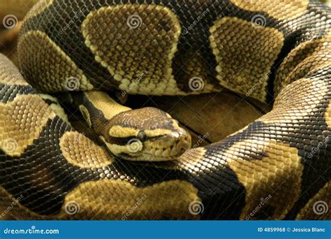 Python Slangen에 대한 이미지 결과