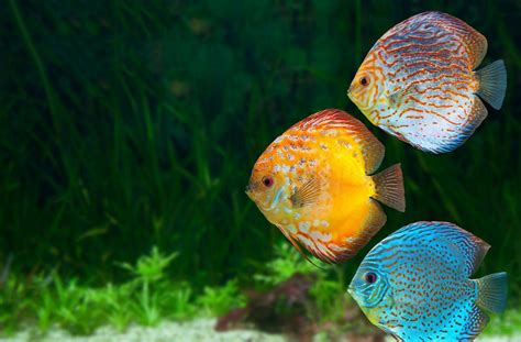 Discus Fish Wallpaper に対する画像結果