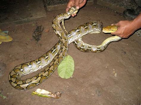 Image result for Sawa O Python