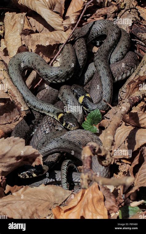 Image result for The Mating of Snakes