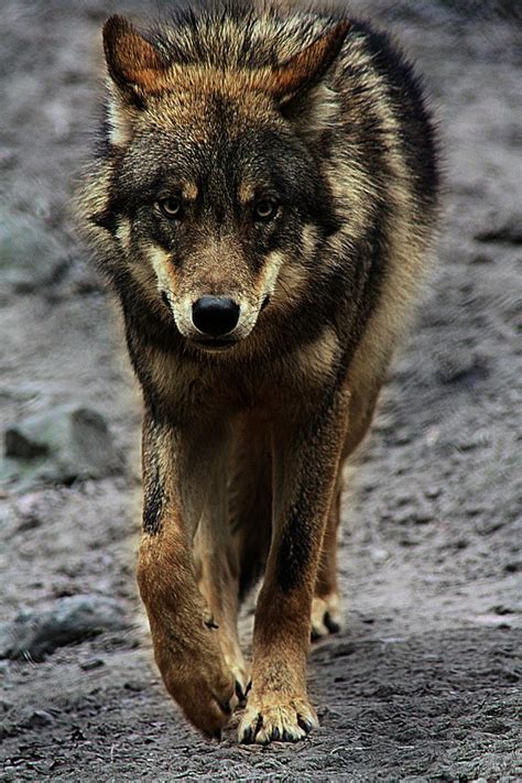 Afbeeldingsresultaten voor Brown Wolves