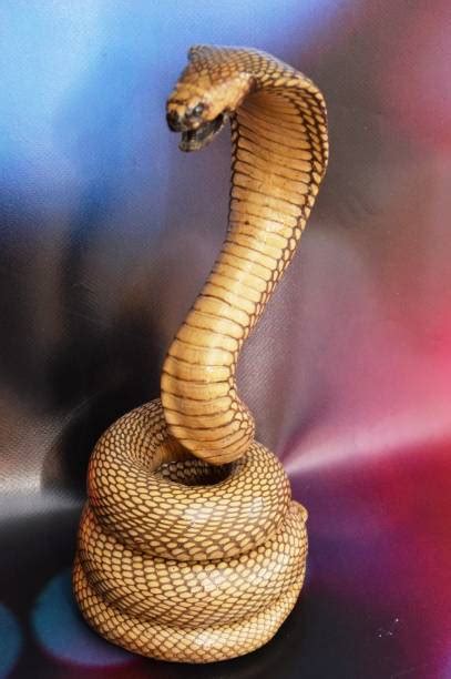 Image result for King Cobra Fangs