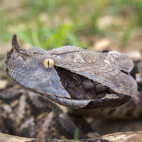 Image result for Gaboon Viper