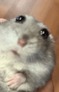 Image result for Frightened Hamster Meme