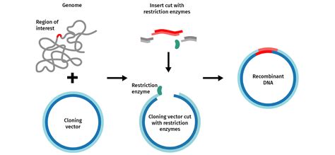 Image result for Different Types of Cloning