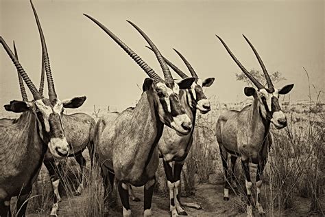 Staff Stylized Designs Nature Theme に対する画像結果