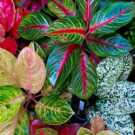 Image result for Chinese Evergreen Propagation