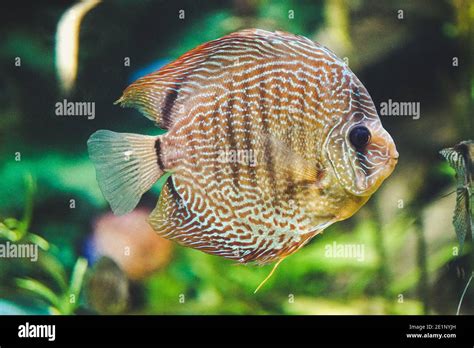 Afbeeldingsresultaten voor Brown Discus