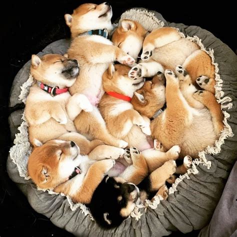 Shiba Fanpage - ❤️💤❤️

papashibafamily | IG