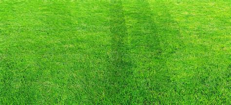 Grass Material 3DS Max に対する画像結果