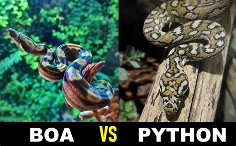 Afbeeldingsresultaten voor Boa vs Python Deaths