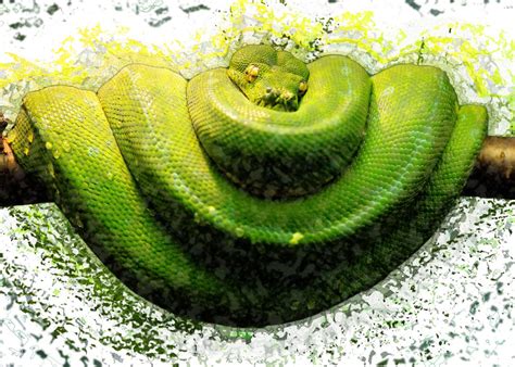 Anaconda Python Snake に対する画像結果