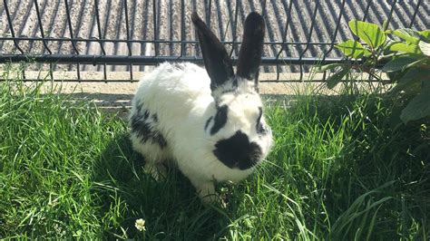 Zajec Zival に対する画像結果