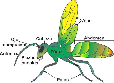 Image result for Estructura De Los Insectos