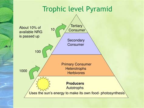 5 Trophic Levels Pyramid के लिए छवि परिणाम