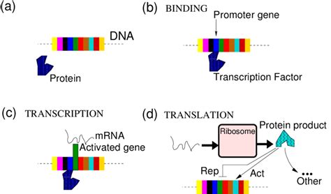 Image result for Stages of Gene Expression
