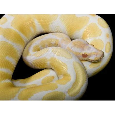 Large Ball Python に対する画像結果