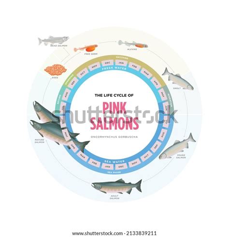 Image result for Pink Salmon Life Cycle