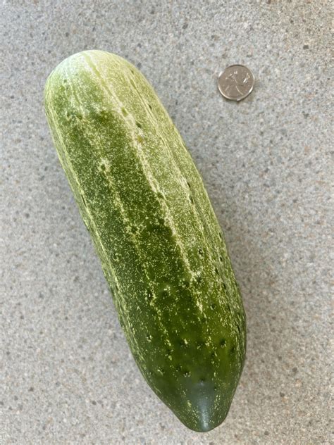 UOM of Pickle に対する画像結果