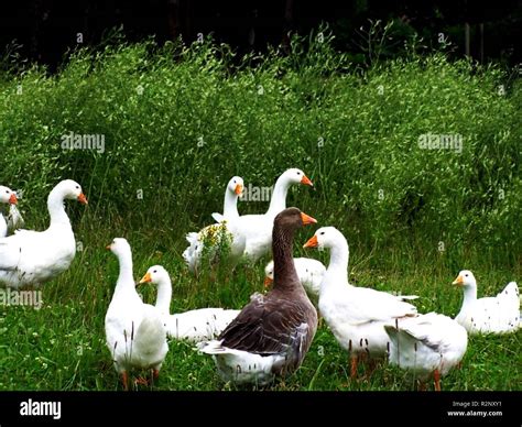 Image result for Different Types of Widgets in Flutter