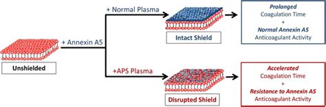 Image result for Annexin Assay