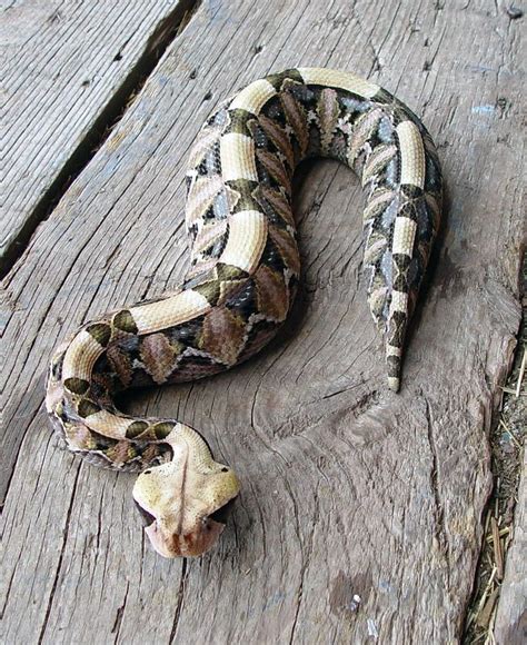 Image result for Gaboon Viper