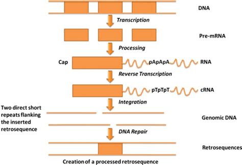 Afbeeldingsresultaten voor RNA Process