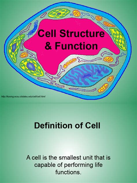 Image result for Cell Structure and Function Class 8 PDF