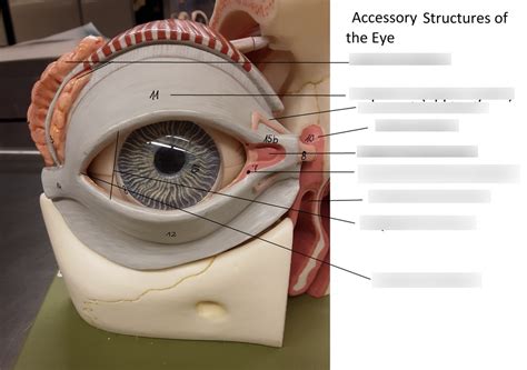 Afbeeldingsresultaten voor Accessory Structures of the Eye Pearson Lab Labeled