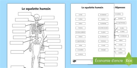 Image result for Squelette Humain Schema