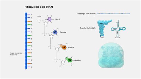 Image result for Ribonucleic Acid Function