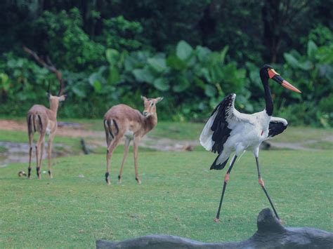 Image result for summer forest animals