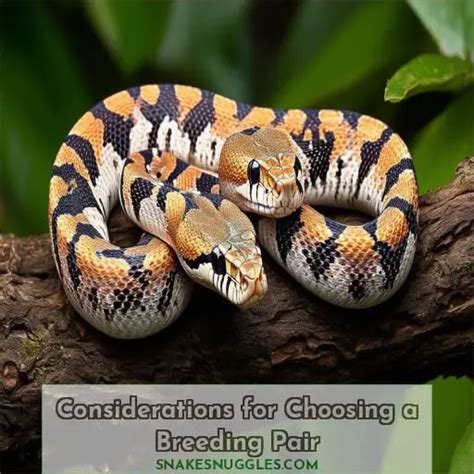 Snow Corn Snake Breeding Guide: Genetics, Pairing, and Care Tips