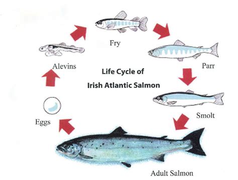 Image result for Pink Salmon Life Cycle