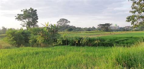 Toradh íomhá ar Java Land Gas Field