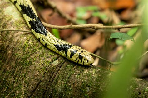 Image result for Solid Black Python