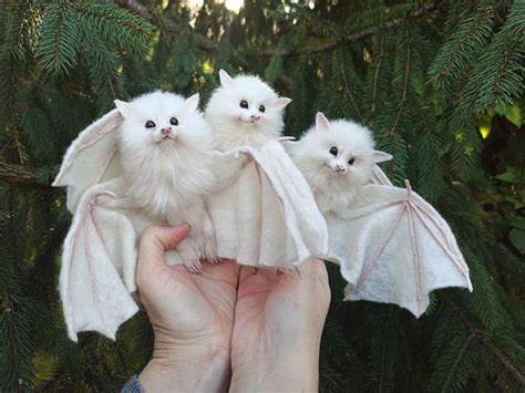 Toradh íomhá ar Albino Scientific Name