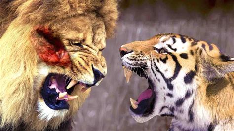 Python vs Tiger Fight에 대한 이미지 결과