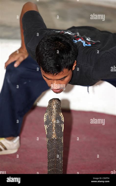 Image result for King Cobra Fangs